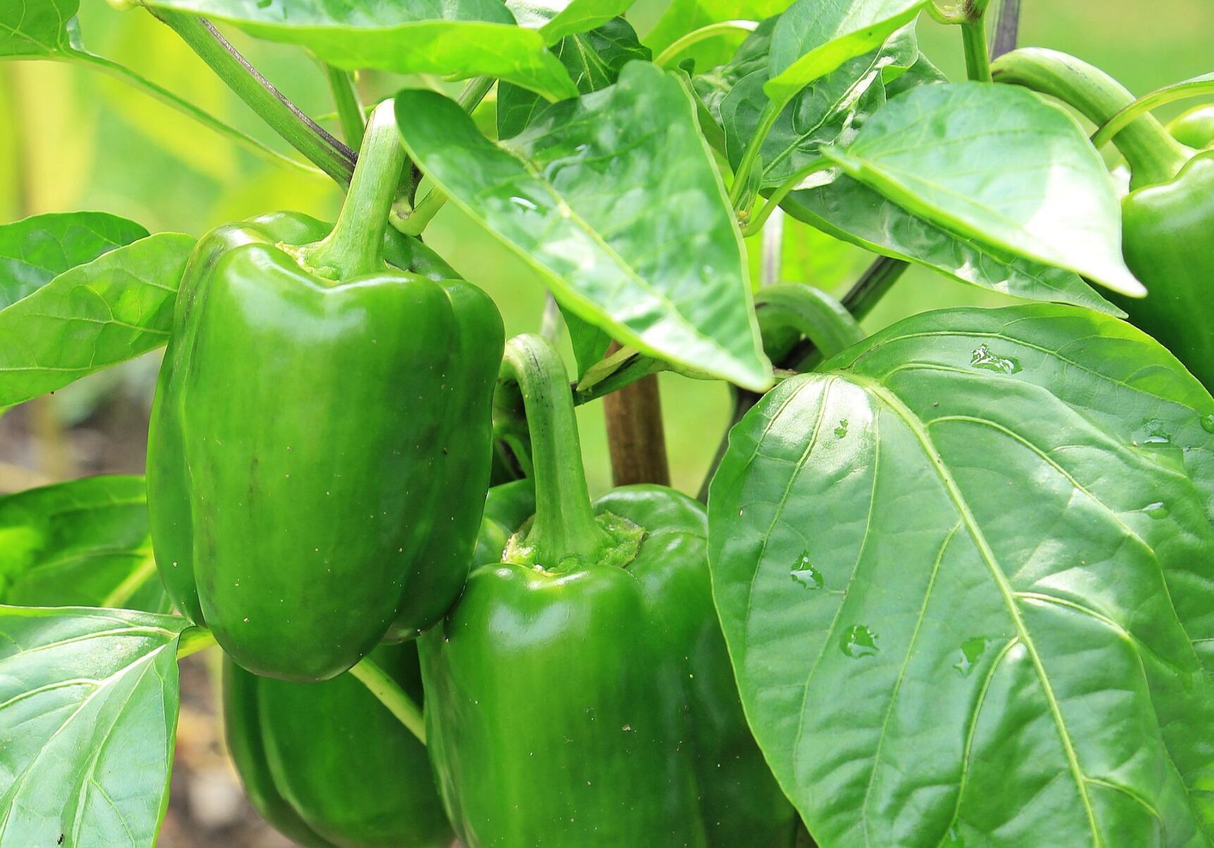 Peppers
